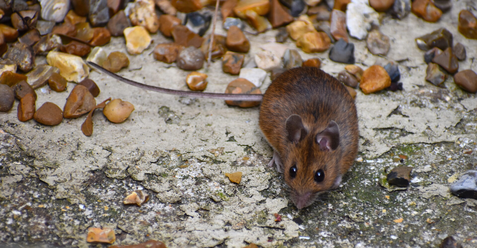 House mice are destructive troublesome pests that carry and tran